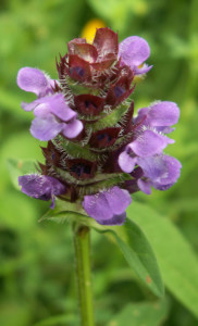 Self-heal016