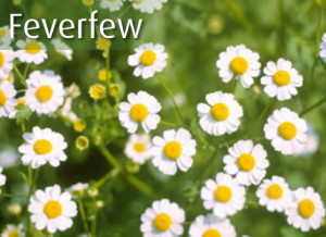 Feverfew