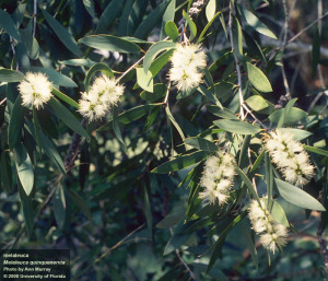 mmelaleuca